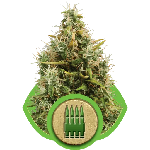 Royal AK Auto