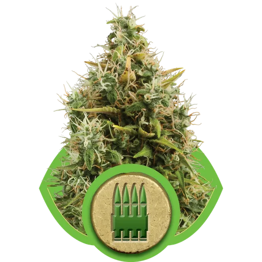 Royal AK Auto