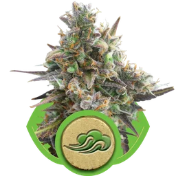 Royal Bluematic Auto