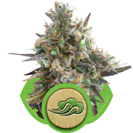 Royal Bluematic Auto