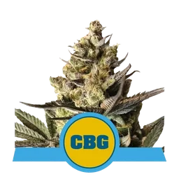 Royal CBG Auto