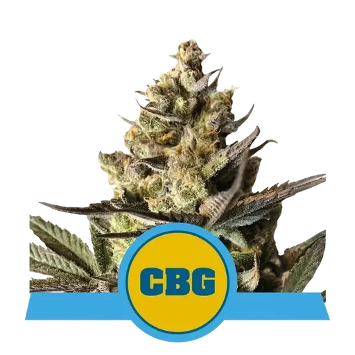 Royal CBG Auto