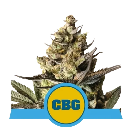 Royal CBG Auto