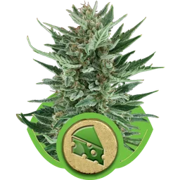 Royal Cheese Auto