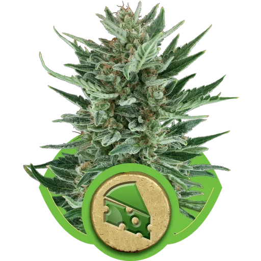 Royal Cheese Auto