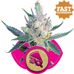 Royal Cheese FAST Version