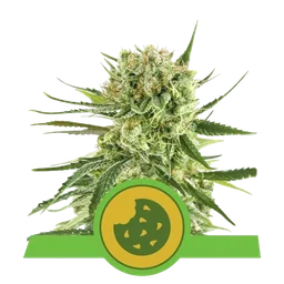 Royal Cookies Auto