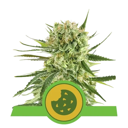 Royal Cookies Auto