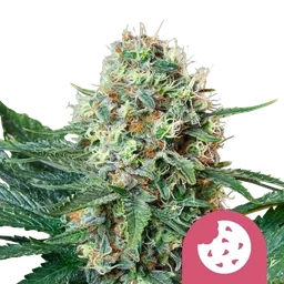 Royal Cookies