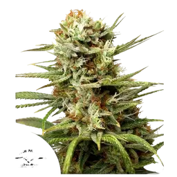 White Widow Auto
