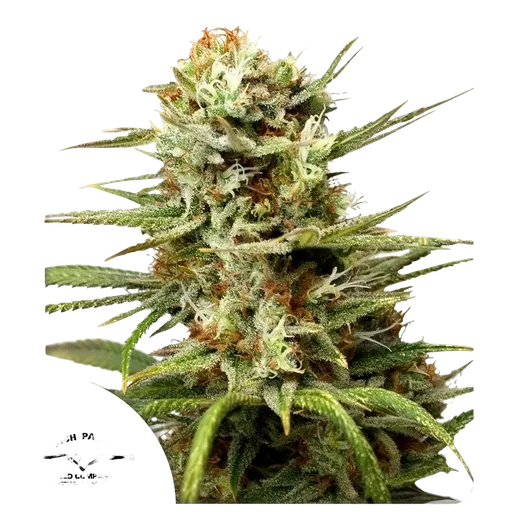 White Widow Auto