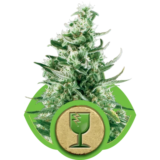 Royal Critical Auto