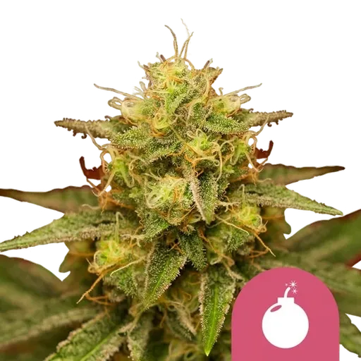 Royal Domina