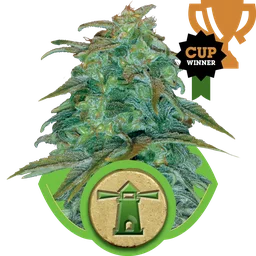 Royal Haze Auto
