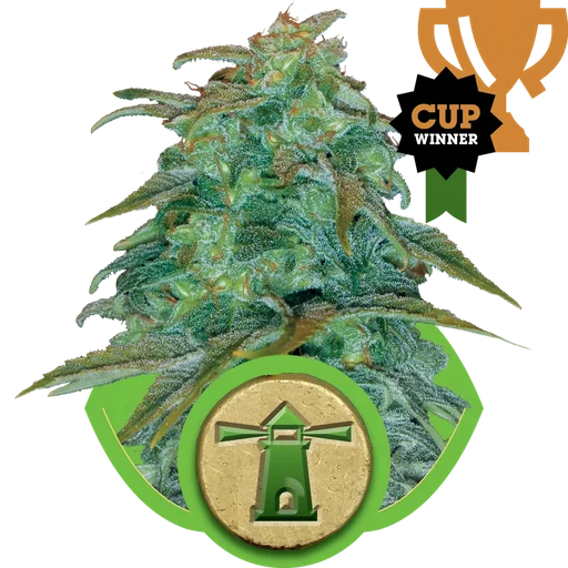 Royal Haze Auto