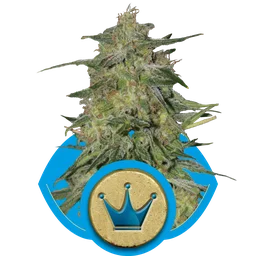 Royal Highness CBD