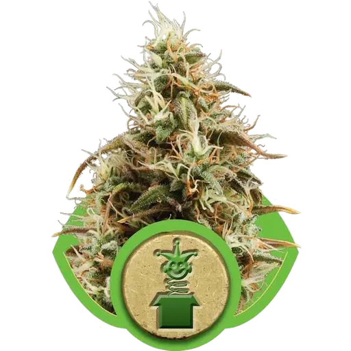 Royal Jack Auto