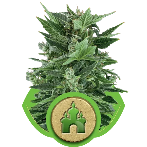 Royal Kush Auto
