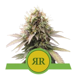 Royal Runtz Auto