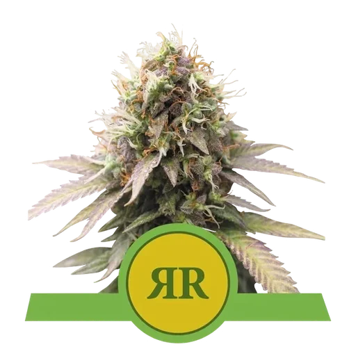 Royal Runtz Auto