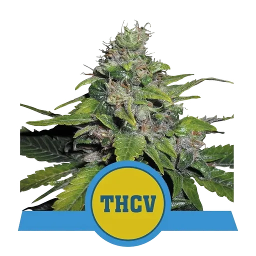 Royal THCV