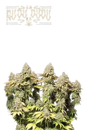 Rucu Cucu OG Auto