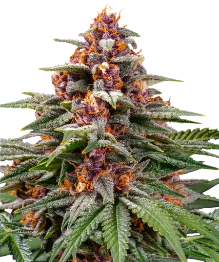 Runtz Auto