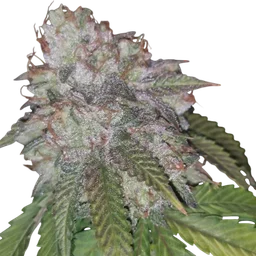 Runtzosa