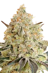 Apple Fritter