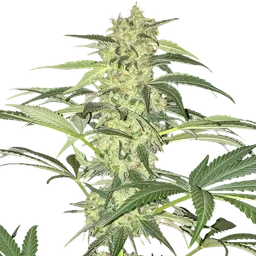 S.A.G.E. CBD