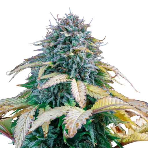 Samsquanch OG Auto