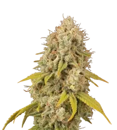 Santa Marta Haze