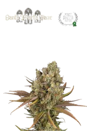 Santa Marta Haze Auto