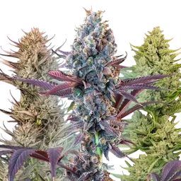 MegaMix Auto