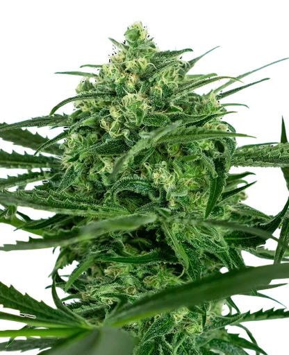 Sensi Amnesia