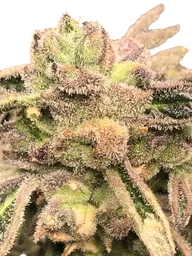 Apple Fritter S1