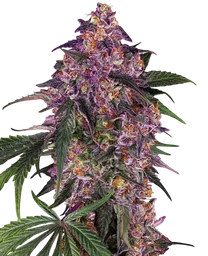 Sensi Purple Kush