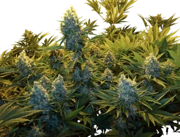 Serious Kush