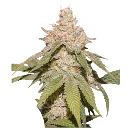 SFV OG Auto
