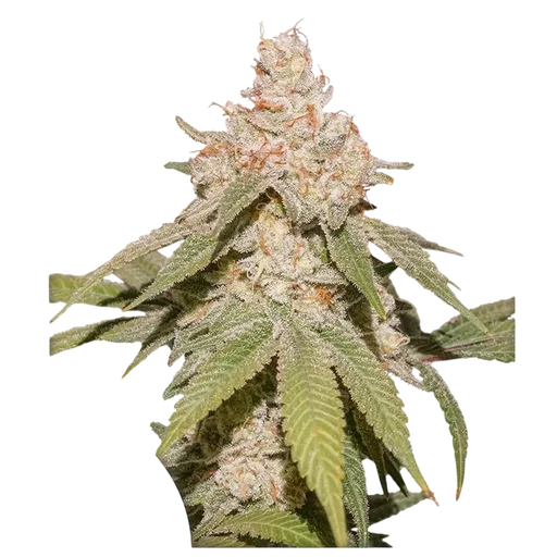 SFV OG Auto