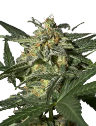 White Widow Auto