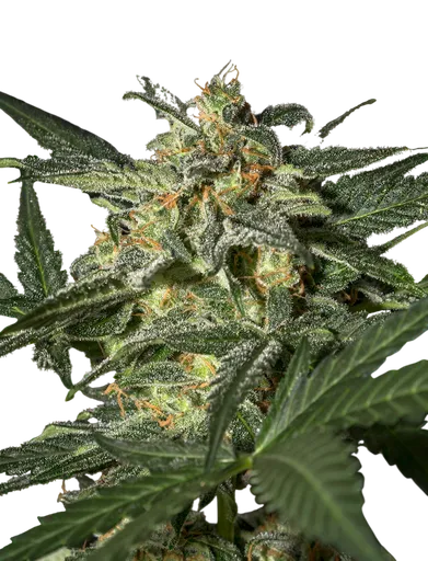 White Widow Auto