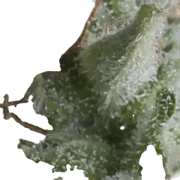 Shark Auto