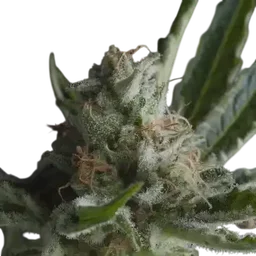 Shark CBD