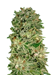 Shark Widow CBD