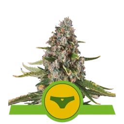 Sherbet Queen Auto