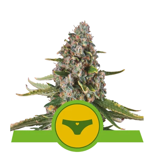Sherbet Queen Auto