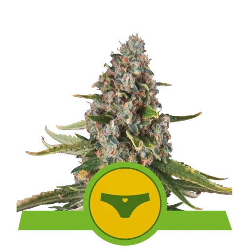 Sherbet Queen Auto