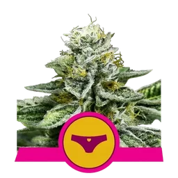 Sherbet Queen
