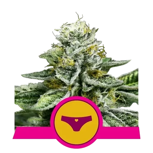 Sherbet Queen